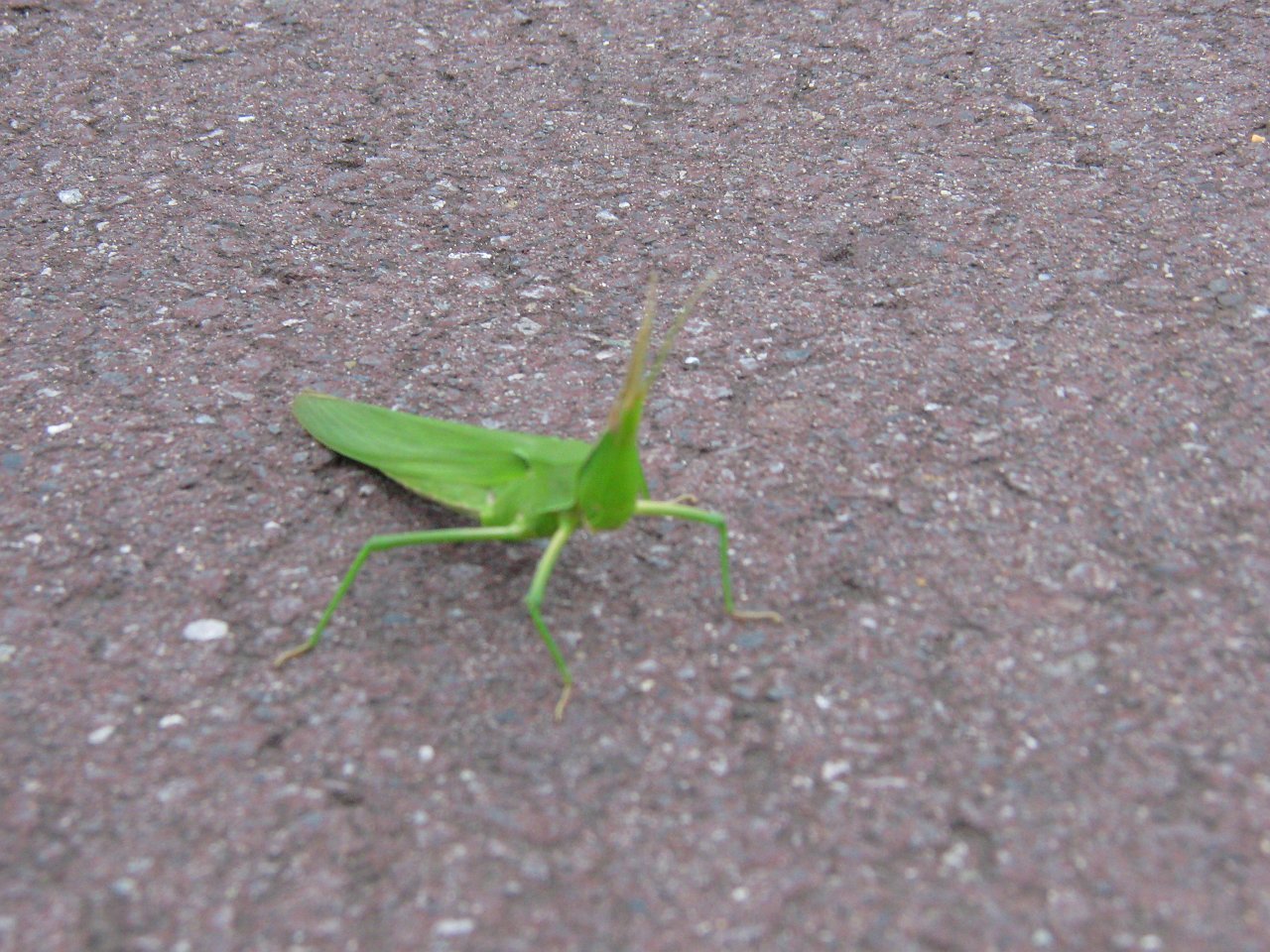 it's a walking leaf!!!.JPG